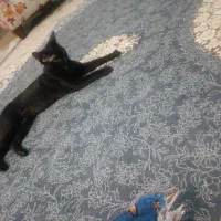 واگذاری گربه