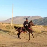 مادیون