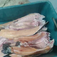 ماهی سالمون تازه تازه|ماهی|یاسوج, |دیوار