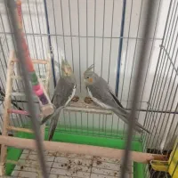 فروش عروس هلندی