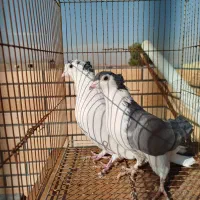 نر گل پنبه سر قدیم دوبهر ی ماده گچی دولا