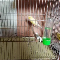 قناری سوپر درشت جوان ماده|پرنده|خمینی‌شهر, |دیوار