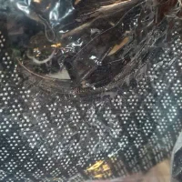 کیف دستی|کیف، کفش، کمربند|بابل, |دیوار