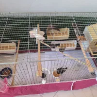 * فنچ بنگالی *