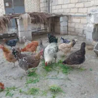 تخم مرغ|حیوانات مزرعه|بهبهان, |دیوار