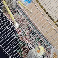 عروس هلندی نر و ماده|پرنده|شوشتر, |دیوار