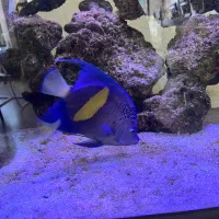 فرشته ماهی اب شور|ماهی|مشهد, کوثر|دیوار