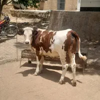 گوساله سیمینتال ماده