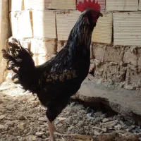 خروس گلین|حیوانات مزرعه|تهران, امیریه|دیوار