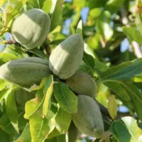 پیش فروش نهال بادام شکوفه|خدمات باغبانی و درختکاری|جوادآباد, |دیوار