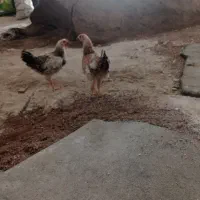یه جفت جوجه سالم و سرحال