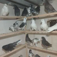 جوجه پرشی