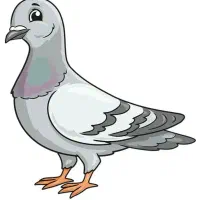 کفتر صید یا گرفتنی