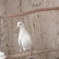 کورچین|پرنده|خرمدره, |دیوار