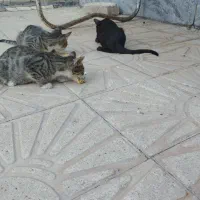 سه تا بچه گربه خانگی