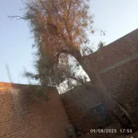 اره بنزینی اجاره قطع و ریز کردن درختان درمحل پیکور|خدمات پیشه و مهارت|زاهدان, |دیوار