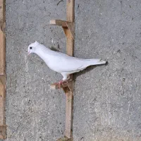 سفید کاکلی ماده عتیقه