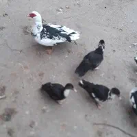 ۶عدد اردک شمالی بفروش میرسد به علت نداشتن رسیدگی