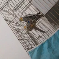 یک جفت عروس مولد با تخم|پرنده|نیشابور, شهید بهشتی|دیوار