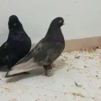 کبوتر|پرنده|اصفهان, لیمجیر|دیوار