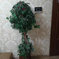 درختچه گیلاس