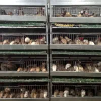 بلدرچین تخمگذار و گوشتی بالغ