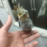 عروس جوان دستی