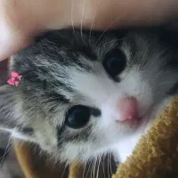 گربه خنگول|گربه|گرگان, |دیوار