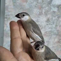 جوجه فنچ نرگسی سیلور دستی