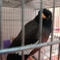 مرغ مینا 5ماهه