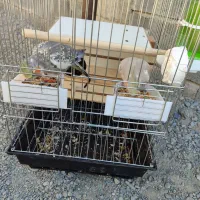 عروس هلندی رام نرو ماده|پرنده|کهنوج, |دیوار