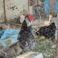 تخم مرغ گلین فول فول|حیوانات مزرعه|مرودشت, رامجرد یک|دیوار