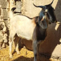 کهره نر|حیوانات مزرعه|وحدتیه, |دیوار