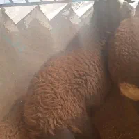 قوچ افشار اصل|حیوانات مزرعه|ملایر, |دیوار