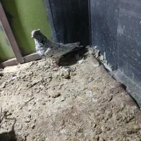 سور نر|پرنده|بم, |دیوار