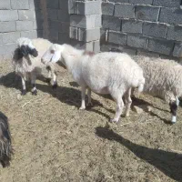 میش ابستن|حیوانات مزرعه|بیرجند, |دیوار