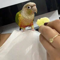 گرینچیک گمشده مژدگانی داده میشود