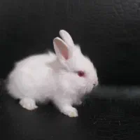 سرپرست مهربون و متعهد میخوام واسه بچه خرگوشام|موش و خرگوش|آبادان, |دیوار