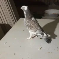 کبوتر بلژیکی‌نر‌هست