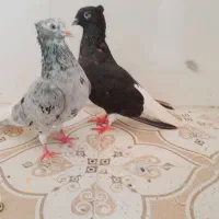 جفت دم سفید