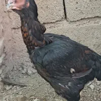 مرغ لاری تاج مهر افغان