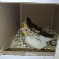 عروس هلندی جوجه