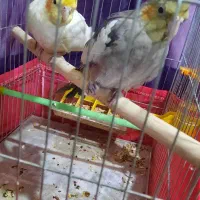 عروس هلندی جوجه رام و دستی سن دو ماهه|پرنده|ری, دولتآباد|دیوار