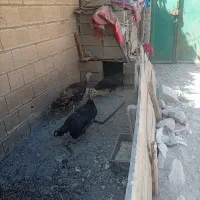 ۳عدد بوقلمون جوان