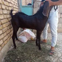 یک بز پاکستانی|حیوانات مزرعه|اصفهان, بهارستان|دیوار