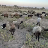 ۳۸ راس شیشک همه ابستن|حیوانات مزرعه|تاکستان, |دیوار