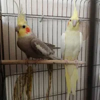عروس هلندی مولد همراه با 2جوجه|پرنده|زنجان, |دیوار