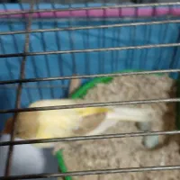 انواع نر و ماده قناری اماده و قناری جفت خورده