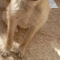 سگ فروشی یا معاوضه