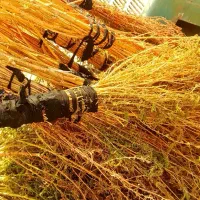 انواع  مدل مو|لوازم نظافت|تربت جام, بیست متری منبع آب|دیوار